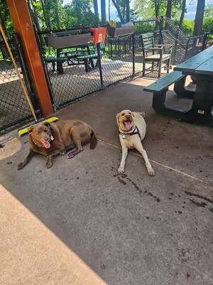 Dog Run at Wolfe's Pond Park